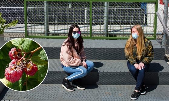 UFT delegate Teresa Fabbella (left) and Chapter Leader Annemarie Summa Barbarino sit in the school’s garden, where raspberries (inset) are among the edible plants that grow.